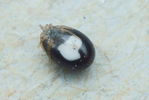 Ornithonyssus sp.